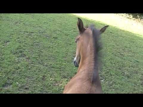 Caracho , Fohlen PRE x Holsteiner 1.August 13