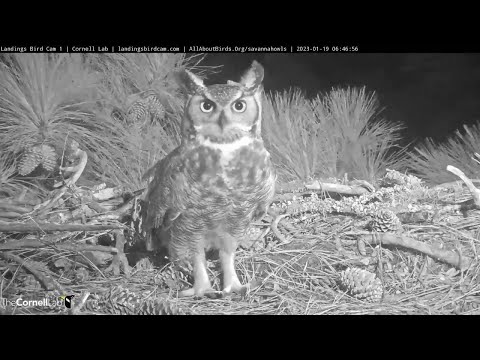 Great Horned Owls Prospect Savannah Nest Before Sunrise – Jan. 19, 2023