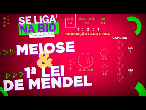 Meiose e a 1ª Lei de Mendel | Prof. Paulada