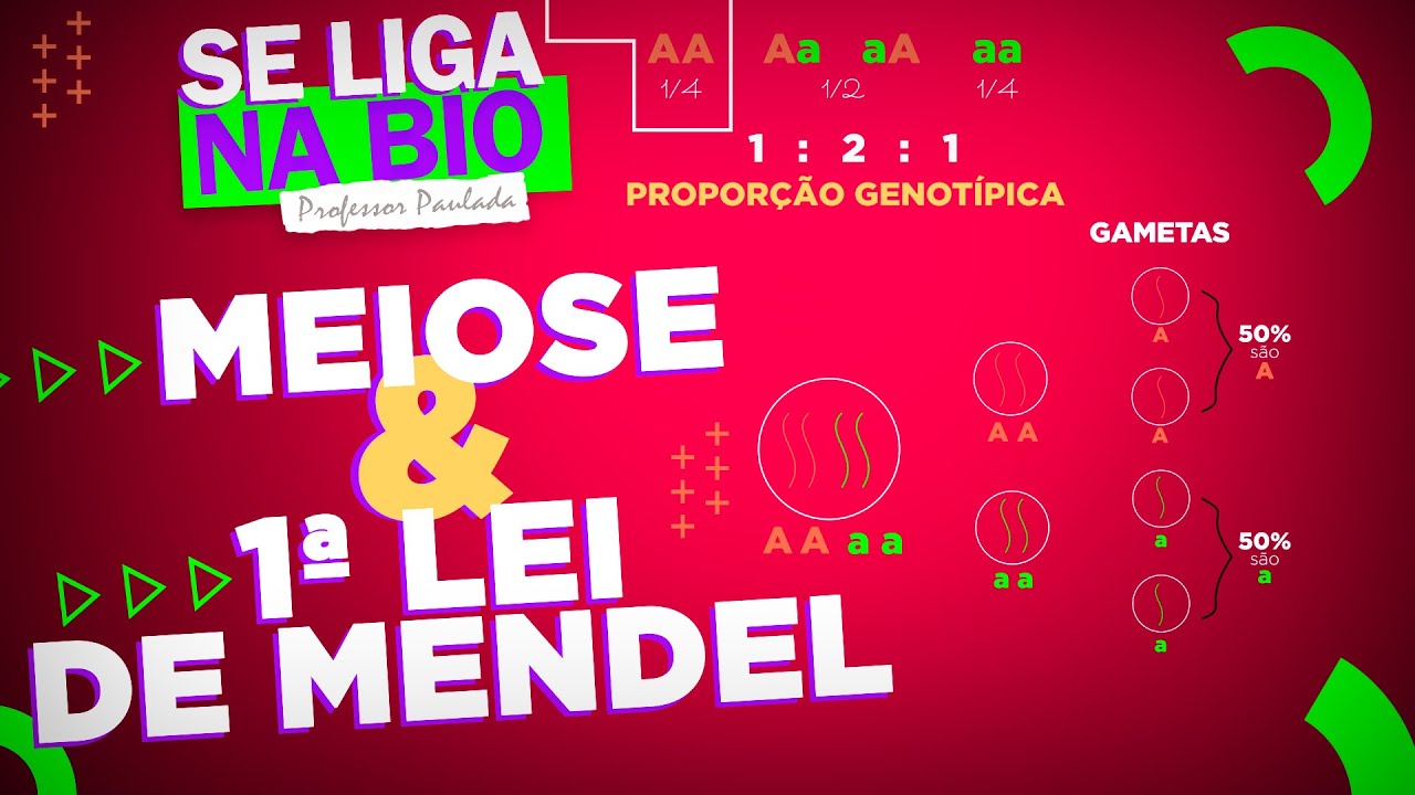 Meiose e a 1ª Lei de Mendel | Prof. Paulada