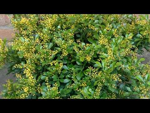 米蘭花花語