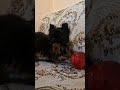 Yorkshire Terrier welpen kaufen