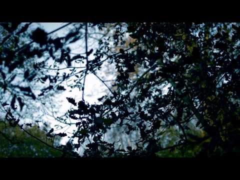Steel Trees - Loggerhead [Official Video]