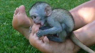 preview picture of video 'Sky The Killer Vervet Monkey'