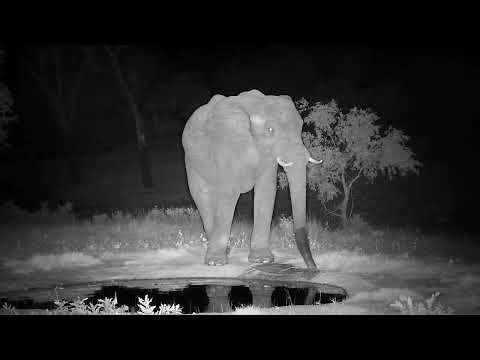 Djuma: Elephant bull drinks at the pan - 21:47 - 11/14/2022