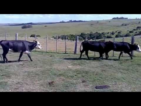 En Treinta y Tres 25 Vacas de Invernada de Mª del Carmen Franco