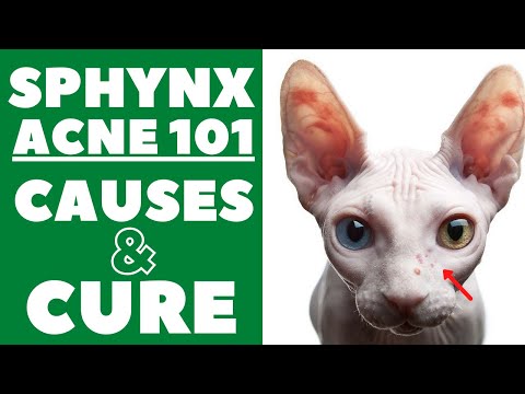 Sphynx Acne 101 : Causes and Cure