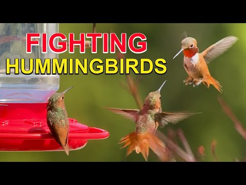 Why Do HUMMINGBIRDS FIGHT Over Feeders?