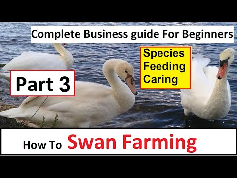, title : 'How To Start Swan Farming | Part 3 | Business Starting Guide For Beginners | Complete Guide |'
