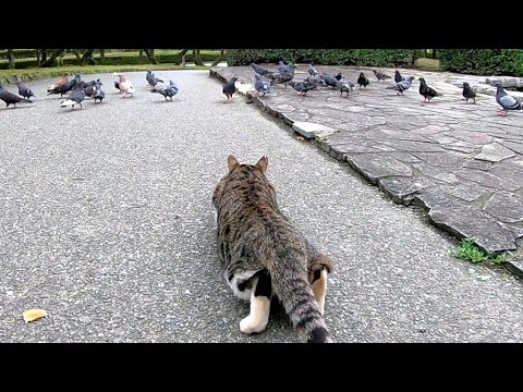 , title : '餌に夢中な鳩の群れを忍び足で狙う野良猫が面白い'