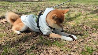 ロックオンするがうまくいかないみた。#柴犬#犬との暮らし#日常#面白い？#かわいい？#shibainu
