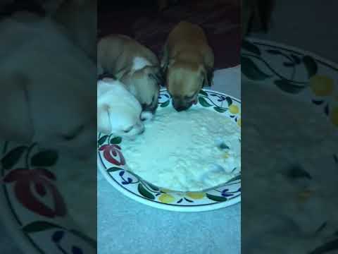 download lagu mp3 mp4 Weaning Puppies Rice Pudding, download lagu Weaning Puppies Rice Pudding gratis, unduh video klip Weaning Puppies Rice Pudding