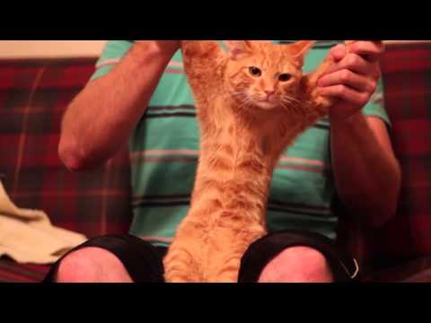 Cat Dancing Dubstep (Skrillex - Cinema) [HD] ** 1080P **