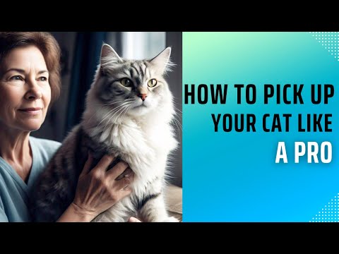 How to Pick Up Your Cat Like a Pro: A Complete Guide