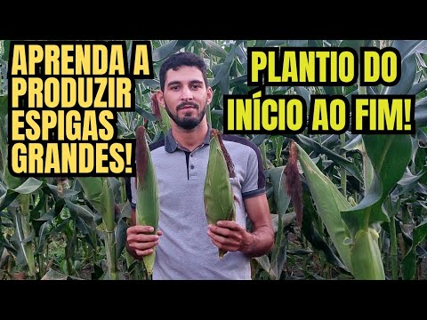 Plantio de MILHO VERDE do INÍCIO ao FIM! Aprenda a produzir ESPIGAS GRANDES!