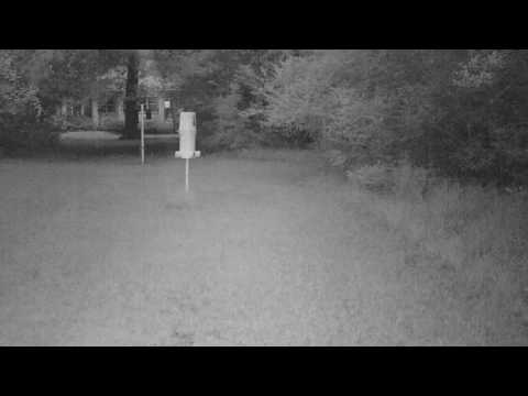 Raccoon at bird feeder: EK002229