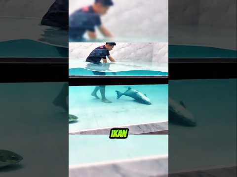Ikan Patin Tak Kuat Adaptasi Pemilik Jadi Panik #ikan #aqaurium #shorts