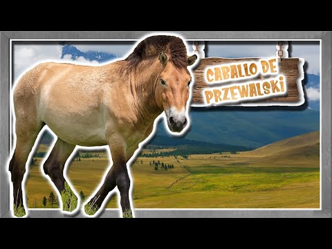 , title : 'caballo de przewalski: el rustico de Mongolia - documental de animales salvajes'