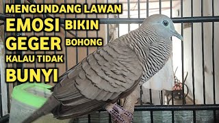 Download lagu Perkutut Lokal Gacor Suara Super Kristal - Pancingan Malas Bunyi  (99%AMPUH BANGET) mp3
