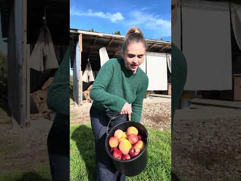 Tata socru @apollothegreek