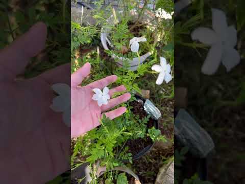 育てやすい香りのよい観葉植物やハーブからインスピレーションを得ましょう。  庭園