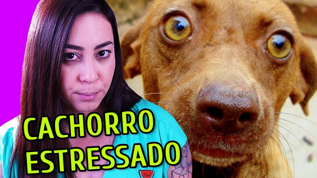 10 COISAS QUE ESTRESSAM SEU CACHORRO