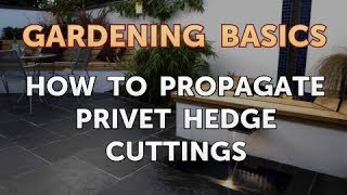 How to Propagate Privet Hedge Cuttings