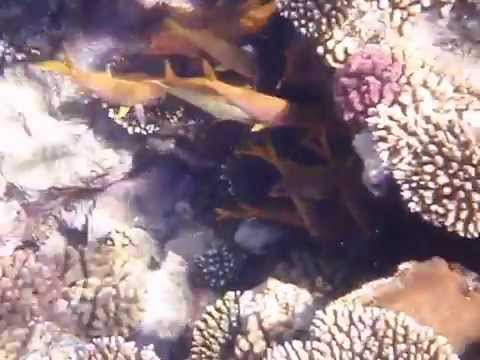 Red sea coral reef snorkeling (Sharm El Sheikh)