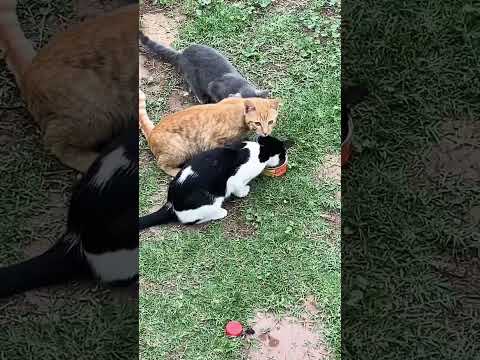 September 10, 2023 Sabah Bahnam  is very happy when she eats cats..🩷❤️💙🤎💔💜🧡🖤💛💚🩶