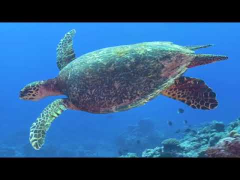 Introduction to the National Park of American Samoa