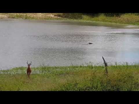 Djuma: Impala ram, Oxpeckers, Hippos and Blacksmith Lapwing - 21:35 - 01/23/2022