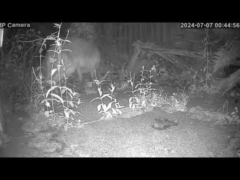 Do Foxes Wag Their Tails