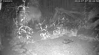 Do foxes wag their tails