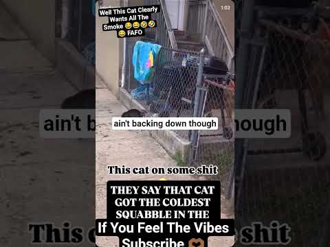 Fearless Cat 👀#acemillionsmessageoftheday #realisrare#lol#lmao#sub #funny#funnyshorts#cats#dogs#fyp