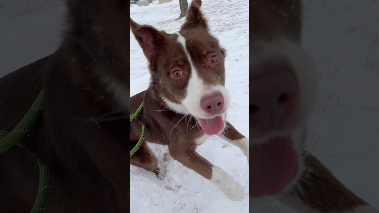 Lily, an adopted mixed breed in Joliet, IL video 5/5