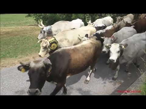 TRANSUMANZA CON LA MUCCA MAREMMANA IN TESTA ALLA MANDRIA. ROBILANTE (CN) DOM. 26 - 6 - 2022.