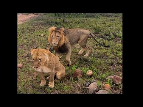 Gijima Male Lion with Lone Tsalala Lioness | Sabi Sands | 21 November 2025