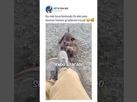 Eu não tava botando fé até uma dessas hienas grudarem no pé❤️🤯