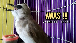 Download lagu trucukan gacor ROPEL PANJANG buat pancingan trucukan agar bunyi JADIKAN burung trucuk gacor EMOSI mp3