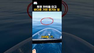 투명 카약을 타고 바다에 가면 생기는 일
