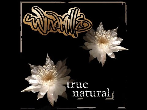 Windmills -True Natural
