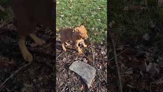 Video preview image #1 Labrador Retriever-Unknown Mix Puppy For Sale in Rockville, MD, USA