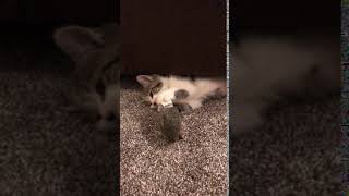 Mixed Cats Videos