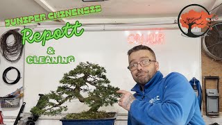 Juniper Chinensis Bonsai Repot And Cleaning