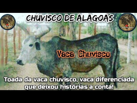 Toada da vaca chuvisco que assombrava vaqueiro, deixando cavalo cansado.