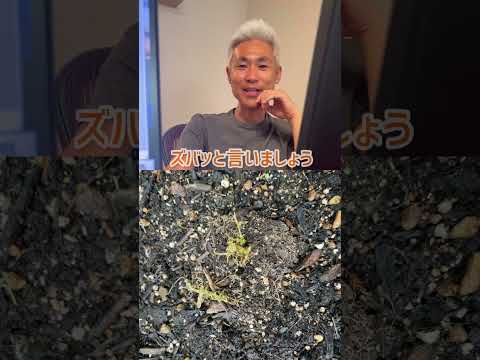 園芸 桜に関するよくある質問