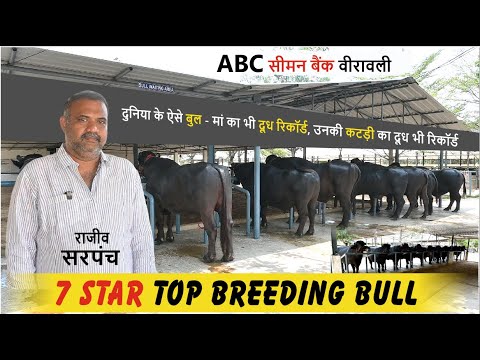 ABC सीमन बैंक वीरावली - 7 STAR TOP BREEDING MURRA BULL || RAJIV SARPANCH BREEDING FARM