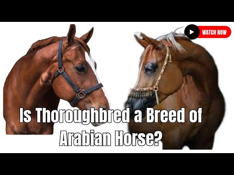 , title : 'Is Thoroughbred a Breed of Arabian Horse? #horse #secretanimals'
