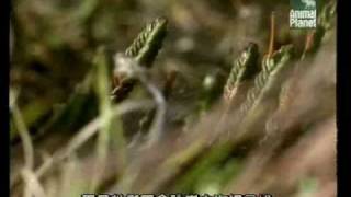 The Most Extreme (Animal Myths) - Lemmings