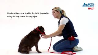 Non Pull Training Your Dog with The HALTI Headcollar